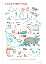 Felis Silvestris Catus