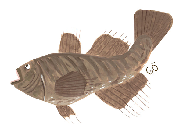Gò (Gobiidae Cuvier 1816)