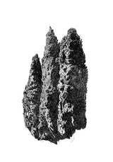 Lido (Venice Drawings series)